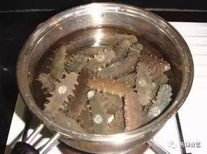海参厨师爆料视频下载,揭秘海参烹饪秘籍与行业内幕