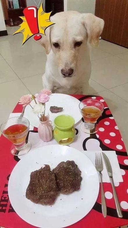 给狗吃大餐视频爆料,一场宠物界的盛宴盛宴