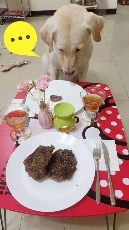 给狗吃大餐视频爆料,一场宠物界的盛宴盛宴