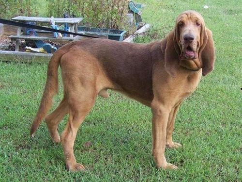 寻血猎犬爆料视频大全集,揭秘神秘事件真相全记录
