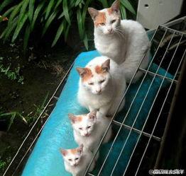 娱乐吃瓜猫的作品,揭秘娱乐圈那些不为人知的幕后故事