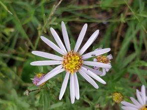 野花电影在线观看,探寻自然之美，共赴心灵之旅