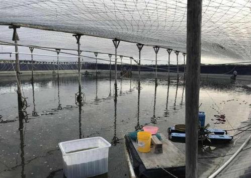 爆料养虾大棚视频教程,视频教程带你轻松掌握高效养殖技巧