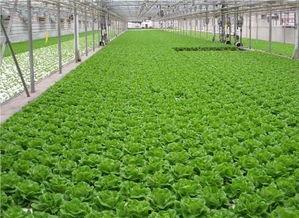 爆料养虾大棚视频教程,视频教程带你轻松掌握高效养殖技巧