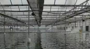 爆料养虾大棚视频教程,视频教程带你轻松掌握高效养殖技巧