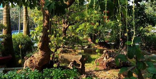 青岛植物园最新爆料,探秘植物王国新篇章