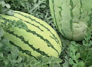 有哪些吃瓜的网站免费,畅享娱乐资讯新体验