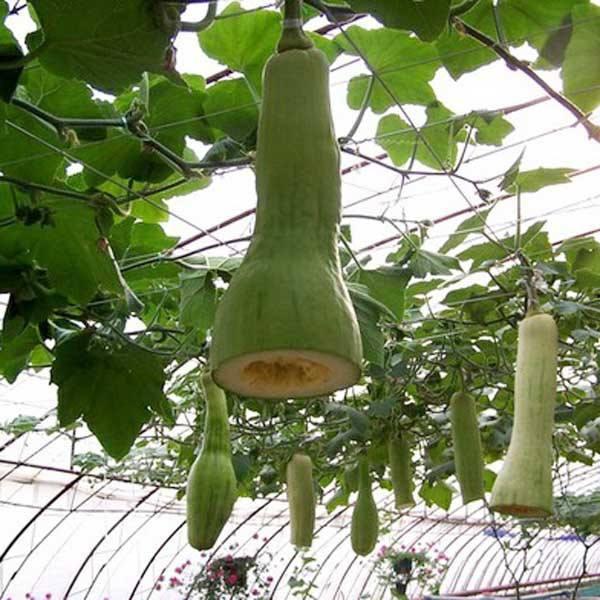 网红吃的长绿瓜,长绿瓜的独特魅力