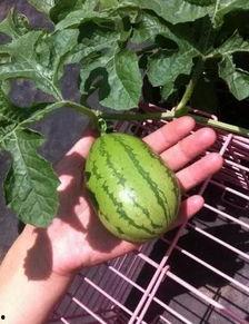 网红吃的长绿瓜,长绿瓜的独特魅力