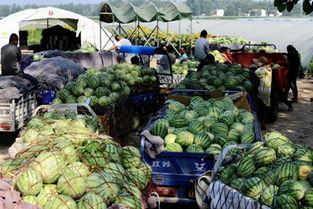 河南校园吃瓜爆料视频,揭秘校园内幕，真相令人震惊！