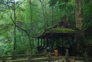 青城山老易养爆料最新,揭秘养生秘境与隐世传奇