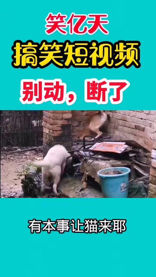 爆料了搞笑视频大全下载,笑点满满，欢乐无限