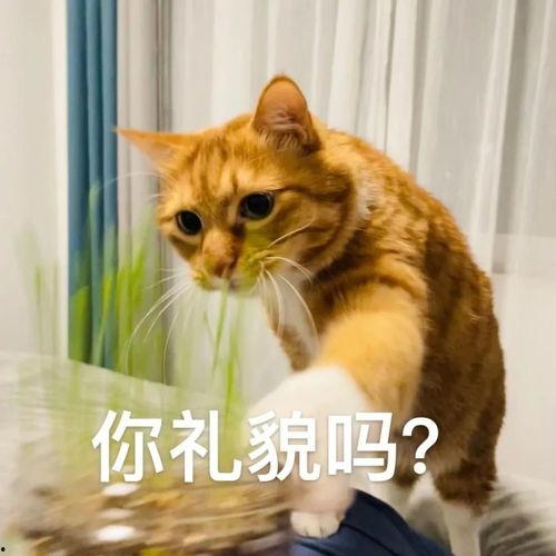 网红山猫被爆料视频,揭秘背后惊人真相