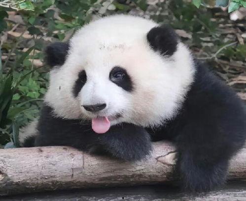 网红山猫被爆料视频,揭秘背后惊人真相