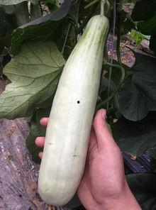 吃网红瓜的平台有哪些,盘点热门八卦聚集地