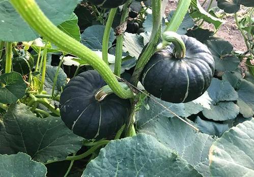 吃网红瓜的平台有哪些,盘点热门八卦聚集地