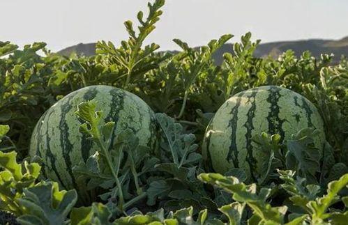 吃网红瓜的平台有哪些,盘点热门八卦聚集地